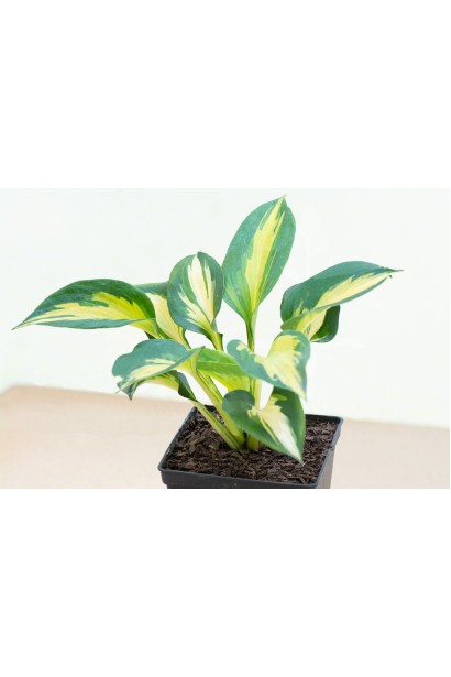 Саджанець хости Біч Бой